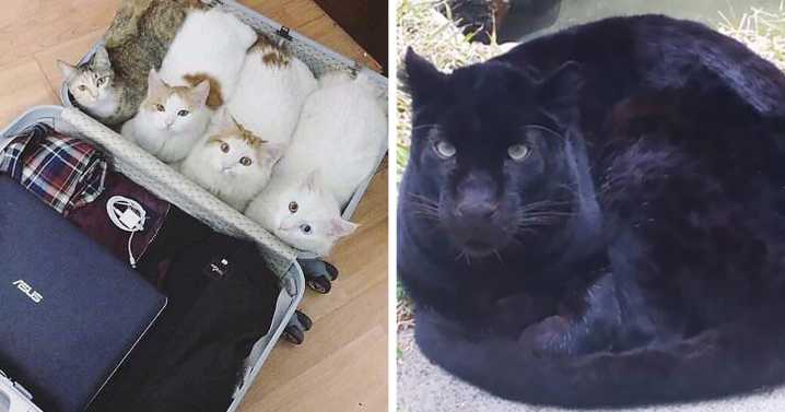 40 People Share Some Of The Cutest Pictures Of Cats Embracing Their Loaf Identity