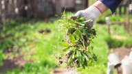 The Weeding Mistake That Is Causing Harm To Your Flower Beds