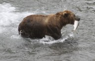 Fat Bear Week: How to vote for the fattest bear of the year