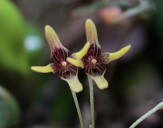 Confirman el descubrimiento de una orquidea en Antioquia