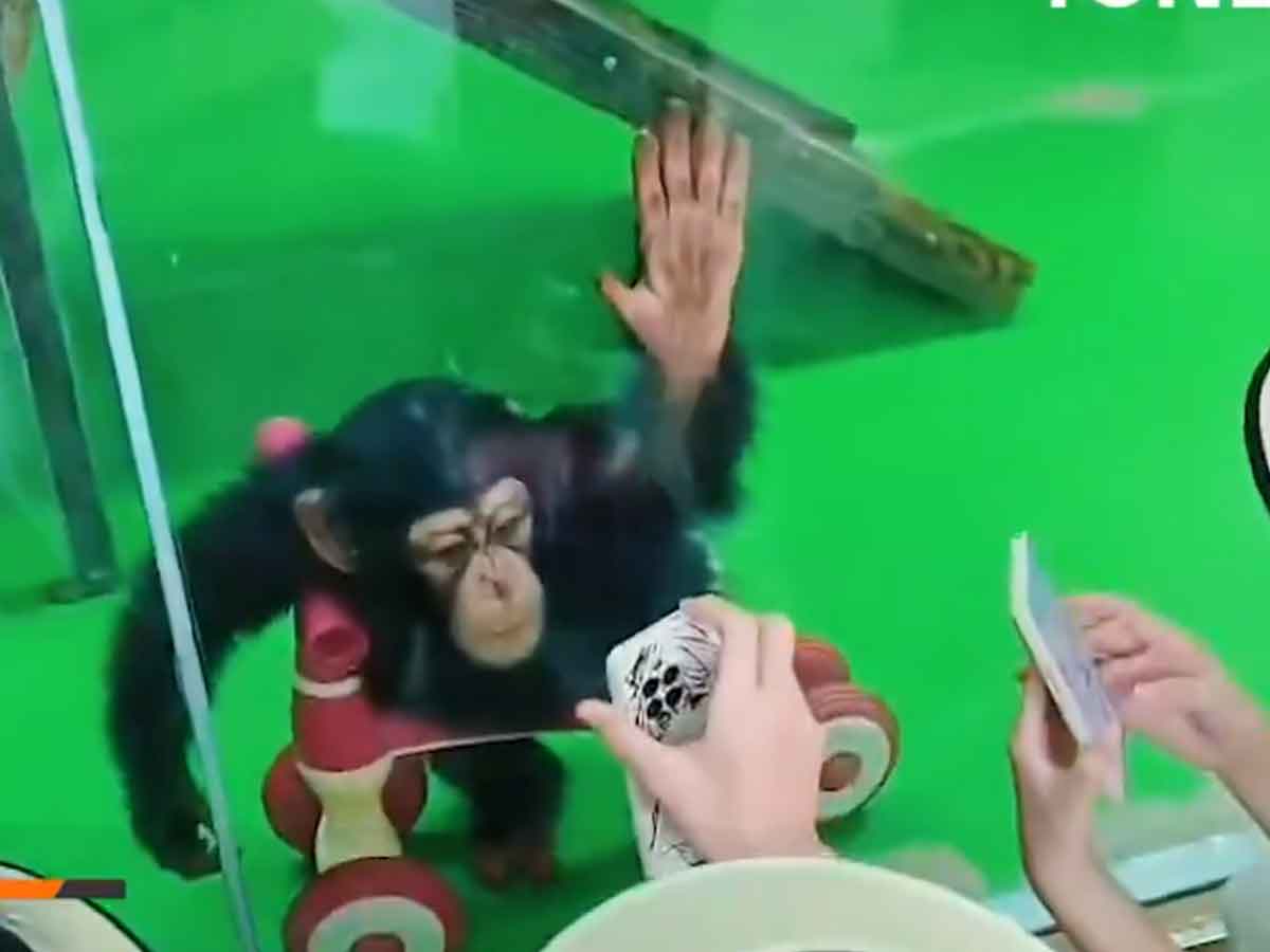 Zoológico en China prohíbe mostrar reels a chimpancé fan de TikTok