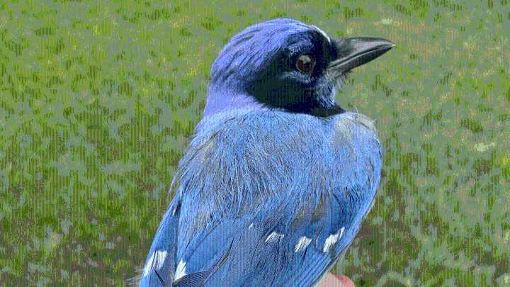 What’s a ‘grue jay’? Introducing the new hybrid love child of the blue and green jays