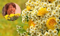 ¿Por qué regalar rosas amarillas el 21 de septiembre? Conoce el origen y a quién va dirigido el obsequio