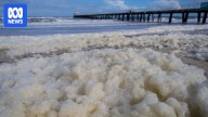 Henley residents advised to keep windows, doors closed amid algal bloom crisis