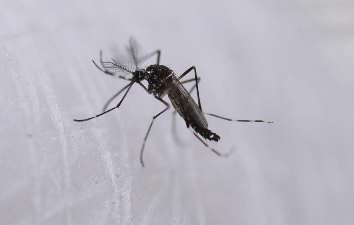 Pide Salud Nuevo León precaución por el mosquito del dengue