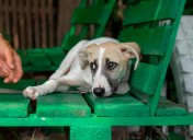 Ley Ángel hace historia: encarcelan por primera vez a hombre por abuso sexual a mascotas en Bogotá