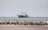 No se produjo una explosión anual de agua fría del Pacífico, lo que alarma a los científicos