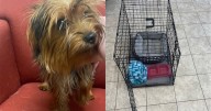 Dog found abandoned in cage with "free" sign attached; Police in Massachusetts looking for owner