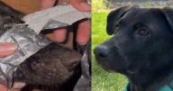 Colorado couple finds and adopts abused puppy who had duct tape around mouth, say they were "appalled"