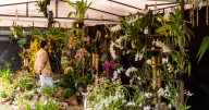 Bogotá florece con la XXII Exposición de Orquídeas: 70 años exaltando la vida