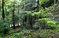 Pennsylvania forest landowners may be eligible for $25,000, here's why