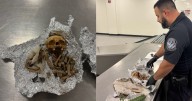 Officials find human skull in luggage at Tampa airport, traveler claimed it was for 'ritual'