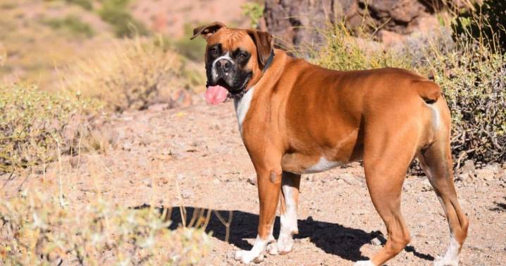 Thinking About a Boxer? 7 Things to Know Before You Commit
