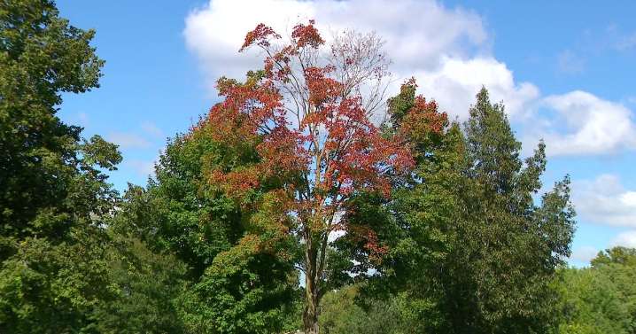 Fall colors slightly delayed in Twin Cities due to recent streak of warm weather