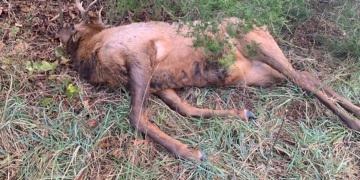 3 Mo. men sentenced in connection with poached bull elk