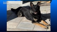 Cranston K-9 Odin to receive bullet and stab