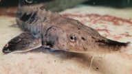 Wolverine’s Nmé Celebration invites you to release a sturgeon