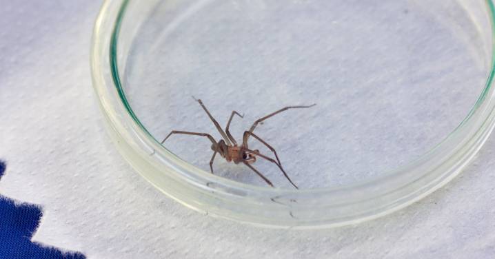Comienza la temporada de la araña de rincón: Sepa cómo identificarla y qué hacer si encuentra una