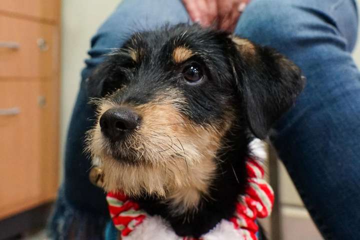 Feria de adopción de lomitos medianos este domingo