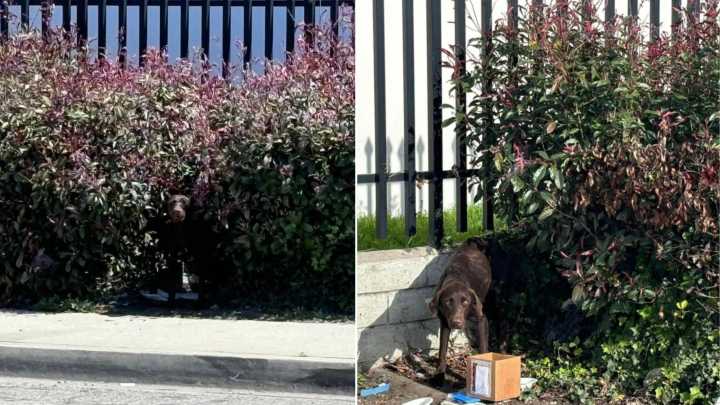 California Mom Dog Used For Breeding Left To Fend For Herself After Giving Birth