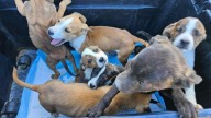 Idaho Hikers Come Across 7 Tiny Puppies Left In A Box On A Lonely Mountain Road