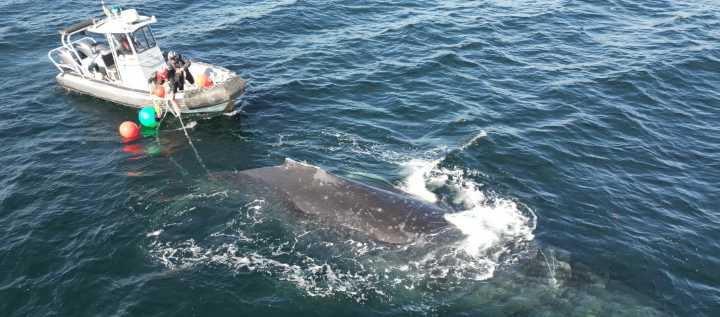 Crew unravels humpback whale from rope and fishing gear off B.C.’s coast