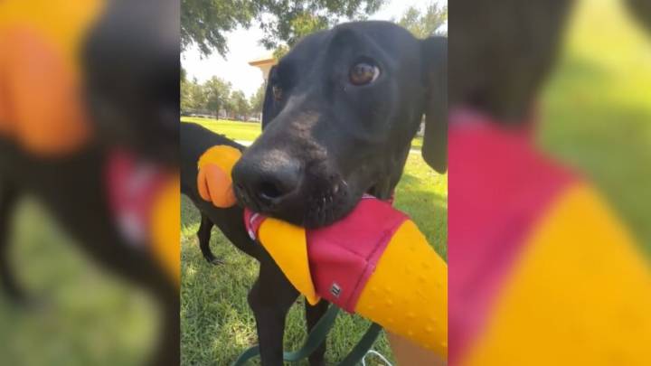Alabama Rescue Dog Steals Hearts With Heartbreaking Reaction To Returning To Shelter After A Day Out