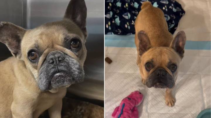 California Mama Dog Devastated After Losing Her Babies Finds Hope Again In The Sweetest Way