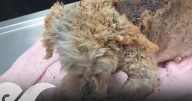 Mueren tres de los cinco cachorros de “Cereza”, perrita herida en explosión de Iztapalapa