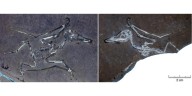 Ancient tropical storms killed these baby pterosaurs, study finds