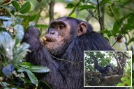 Wild chimpanzees consume 2 cocktails' worth of alcohol a day by feasting on boozy fruit: study