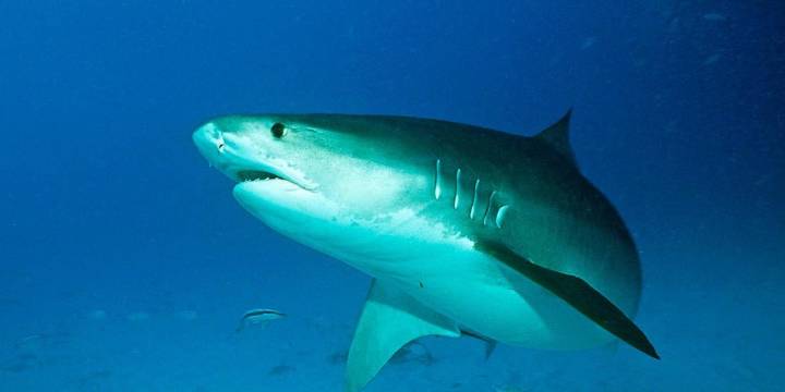 Un tiburón ataca al científico mexicano Mauricio Hoyos en Costa Rica: así fue como logró salvarse