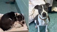 Florida Dog Spends 3 Heartbreaking Years In Shelter Waiting For A Family To Notice Her
