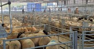 Town's crucial centre for agricultural is still firmly on the table
