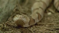 Arkansas sees extended snake season this year