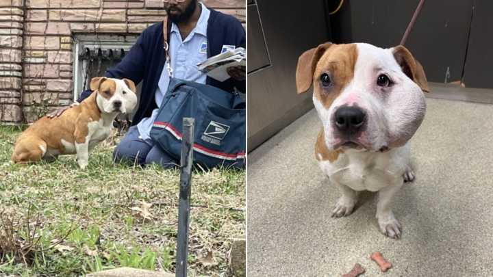 Missouri Mailman Slams On Brakes After Spotting Helpless Pup Crying For Help