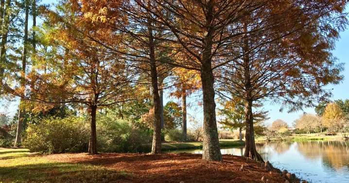 When will leaves start to change in Louisiana? See timeline, best places to see fall colors.