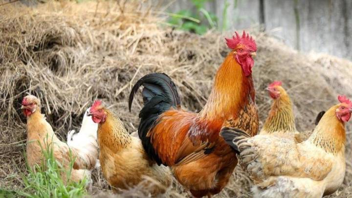 Llamada a la tranquilidad tras la confirmación de un foco de gripe aviar en Pozo de Guadalajara