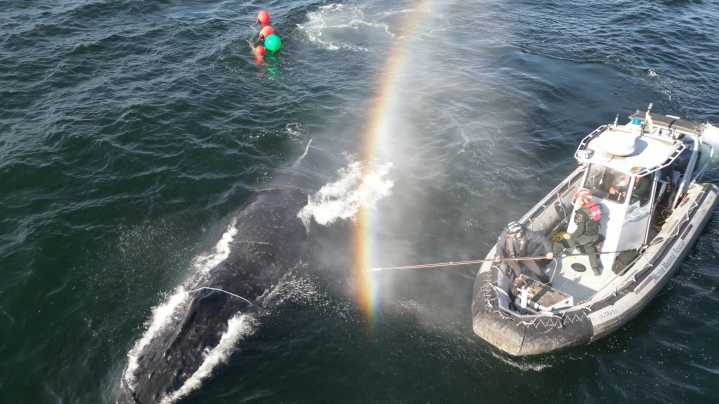Video shows humpback whale being freed of 450 feet of rope in B.C.