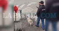 Video: Denuncian a mujer que atacó con un palo a su perro en parque de Manizales