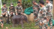 Elephant calf ‘Priyanshi’ rescued from canal in Boudh shifted to Kapilash, caretakers get emotional