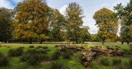 The North West woodland named one of the UK’s best for conker picking