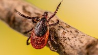 Ticks carry decades of history in each troublesome bite