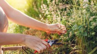 The Best Way To Cut Back Perennials Safely For Healthy Plants All Year Long