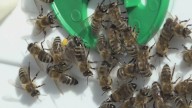 Spokane County beekeeper participating in WSU study on pollen and honeybee nutrition