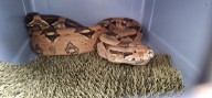 3-foot-long boa constrictor found in the middle of central Pa. neighborhood street