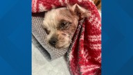 Suffolk family's dog survives coyote attack in front yard