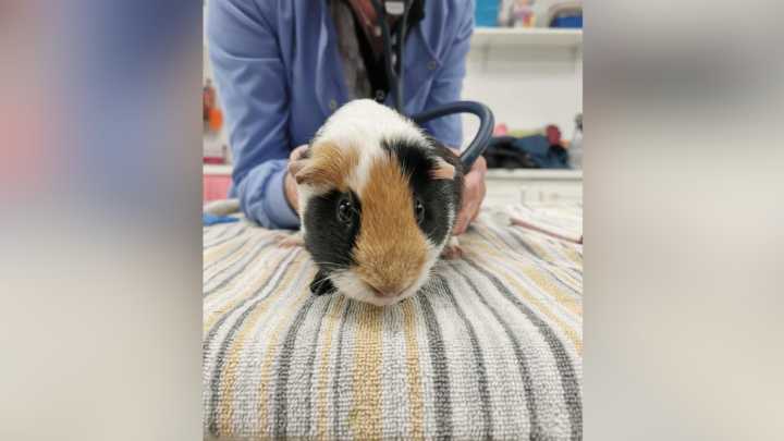 Calgary animal shelter welcomes record number of rescued guinea pigs