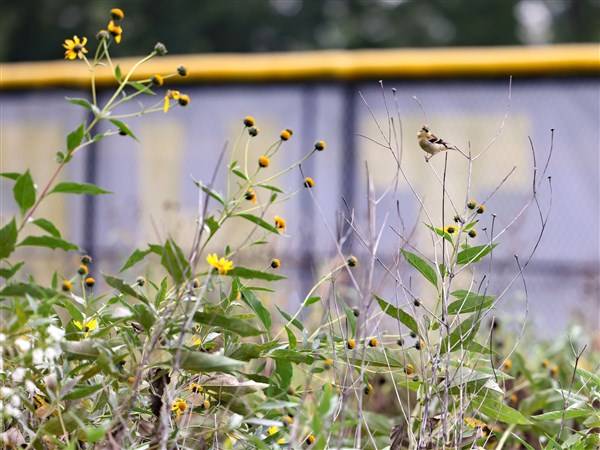 Whitmer prairie becomes the classroom as Washington Local students join BioBlitz