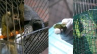 Estaban fuera de su hábitat natural: rescatan más de 800 especímenes de fauna silvestre en Lima [FOTOS]